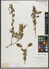 Foto von Salix triandra subsp. triandra L.